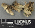  (Nectriopsis lecanodes - H9243530)  @11 [ ] by-nc (2024) Erkka Laine Luomus