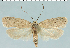  (Agonopterix medelichensis - DEEUR1805)  @15 [ ] CreativeCommons - Attribution Non-Commercial (2014) Marko Mutanen University of Oulu