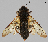  (Trichiosoma pusillum - GL.3698)  @11 [ ] by-sa (2014) Pekka Malinen Luomus