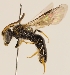  (Lasioglossum nitidiusculum - GP.97827)  @15 [ ] CreativeCommons - Attribution Non-Commercial (2016) Marko Mutanen University of Oulu