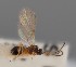  (Aspilota fuscicornis - MZH_GQ.1111)  @11 [ ] by-nc (2023) Simo Vaananen Luomus