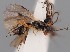  (Alysia brachycera - MZH_GQ.190)  @11 [ ] by-nc (2021) Simo Vaananen Luomus
