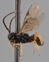  (Microplitis spectabilis - MZH_GQ.1941)  @11 [ ] by-nc (2023) Simo Vaananen Luomus