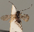  (Alysia fuscipennis - MZH_GQ.824)  @11 [ ] by-nc (2021) Simo Vaananen Luomus