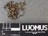  (Cetraria aculeata - H9237925)  @11 [ ] by-nc (2023) Erkka Laine Luomus