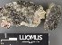  (Placynthium stenophyllum - H9238138)  @11 [ ] by-nc (2023) Erkka Laine Luomus