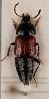  (Tachinus rufipennis - KM.912)  @11 [ ] by-nc (2107) Erkka Laine University of Oulu