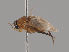  (Phalacrotophora fasciata - KWi-1932)  @11 [ ] by-nc (2018) Marko Mutanen University of Oulu
