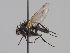  (Botanophila spinosa - KWi-1624)  @11 [ ] CreativeCommons - Attribution Non-Commercial (2018) Marko Mutanen University of Oulu
