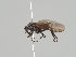  (Rhamphomyia obscura - KWi-659)  @13 [ ] CreativeCommons - Attribution Non-Commercial (2018) Marko Mutanen University of Oulu