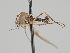  (Rhamphomyia lividiventris - KWi-661)  @13 [ ] CreativeCommons - Attribution Non-Commercial (2018) Marko Mutanen University of Oulu