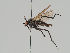  (Rhamphomyia morio - KWi-668)  @13 [ ] CreativeCommons - Attribution Non-Commercial (2018) Marko Mutanen University of Oulu