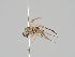  (Sciapus zonatulus - KWi-777)  @11 [ ] CreativeCommons - Attribution Non-Commercial (2018) Marko Mutanen University of Oulu