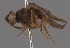  (Drosophila ingrica - KWi-2619)  @11 [ ] by-nc (2023) Marijke Iso-Kokkila University of Oulu