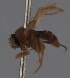  (Megaselia trichorrhoea - KWi-2764)  @11 [ ] by-nc (2023) Marijke Iso-Kokkila University of Oulu