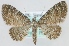  (Eupithecia pygmaeata - MM24145)  @14 [ ] CreativeCommons - Attribution Non-Commercial (2018) Marko Mutanen University of Oulu