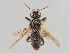  (Pseudoclavellaria amerinae - MZH_GP.104928)  @11 [ ] CreativeCommons - Attribution Non-Commercial (2018) Marko Mutanen University of Oulu