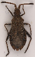  (Coriomeris scabricornis lapponicus - NH.1228)  @11 [ ] by-nc (2022) Erkka Laine University of Oulu