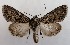  (Mniotype adusta ssp - NH.1343)  @11 [ ] by-nc (2022) Jari-Pekka Kaitila Lepidopterological Society of Finland