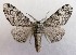  (Biston betularius - NH.1352)  @11 [ ] by-nc (2022) Jari-Pekka Kaitila Lepidopterological Society of Finland