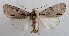  ( - NH.1382)  @11 [ ] by-nc (2022) Jari-Pekka Kaitila Lepidopterological Society of Finland
