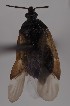 (Tetraphleps bicuspis - NH.2248)  @11 [ ] by-nc (2023) Marijke Iso-Kokkila Finnish Museum of Natural History
