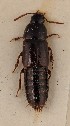  (Tachinus punctipennis - NJ.052)  @11 [ ] by-nc (2105) Erkka Laine University of Oulu