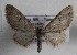  (Eupithecia vivida - TAB0054)  @11 [ ] by-nc (2022) Jukka Tabell Unspecified