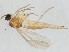  (Corynoptera dentiforceps - ZMUO.043453)  @11 [ ] by-nc (2021) Marko Mutanen University of Oulu