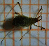  (Macrosiphoniella persequens - ZMUO.047063)  @11 [ ] by-nc (2022) Erkka Laine University of Oulu