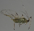  (Macrosiphum cholodkovskyi - ZMUO.047662)  @11 [ ] by-nc (2022) Erkka Laine University of Oulu