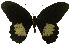  (Papilio ambrax - USNM ENT 00645978)  @14 [ ] Unspecified (default): All Rights Reserved  Unspecified Unspecified