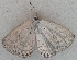  (Celastrina lavendularis - USNM ENT 00711121)  @13 [ ] Unspecified (default): All Rights Reserved  Unspecified Unspecified