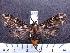  (Phaegoptera fusca MMZ02 - MMZ0289)  @13 [ ] Copyright (2010) Mauricio M. Zenker Universidade Federal do Parana