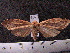  (Leucanopsis mandus - MMZ0707)  @13 [ ] CreativeCommons - Attribution Non-Commercial (2011) Mauricio M. Zenker Universidade Federal do Parana