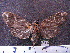 (Phaegoptera histrionica - MMZ0850)  @13 [ ] CreativeCommons - Attribution Non-Commercial (2011) Mauricio M. Zenker Universidade Federal do Parana