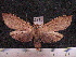  (Leucanopsis sablona - MMZ1303)  @13 [ ] CreativeCommons - Attribution Non-Commercial (2012) Mauricio M. Zenker UFPR