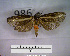  (Metalobosia diaxantha sp. MMZ01 - MMZ0888)  @13 [ ] CreativeCommons - Attribution Non-Commercial (2011) Mauricio M. Zenker UFPR