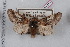  (Diloba caerulocephala - LN-BD1311)  @11 [ ] Copyright (2011) Bernard Dardenne Research Collection of Bernard Dardenne