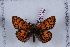  (Melitaea parthenoides - LN-BD1364)  @13 [ ] Copyright (2011) Bernard Dardenne Research Collection of Bernard Dardenne