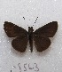  (Cobalopsis miaba - MACN-Bar-Lep-ct 08563)  @13 [ ] Copyright (2019) MACN Museo Argentino de Ciencias Naturales "Bernardino Rivadavia"