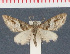  (Eupithecia medilunata - MNVD-00213-C01)  @12 [ ] Copyright (2010) Unspecified Research Collection of Timm Karisch