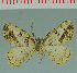  (Hispophora lechriospilota - MNVD-00213-E10)  @13 [ ] Copyright (2010) Unspecified Research Collection of Timm Karisch