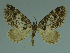 (Eupithecia fumata - MNVD-11446-A08)  @11 [ ] CreativeCommons - Attribution Non-Commercial (2011) Timm Karisch Museum fuer Naturkunde und Vorgeschichte Dessau