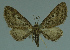  (Eupithecia oculata - MNVD-11446-B08)  @13 [ ] CreativeCommons - Attribution Non-Commercial (2011) Timm Karisch Museum fuer Naturkunde und Vorgeschichte Dessau