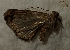  (Hypena commixtalis - MNVD-45454_C02)  @11 [ ] by-nc (2024) T.Karisch MNVD