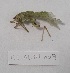 (Phaneroptera laticerca - BC-AL-Ort-009)  @11 [ ] cc (2023) Antoine Leveque MNHN