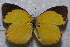  (Eurema brigitta brigitta - TvW0014)  @14 [ ] No Rights Reserved  Unspecified Unspecified