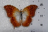  (Charaxes varanes varanes - TvW0029)  @11 [ ] No Rights Reserved  Unspecified Unspecified