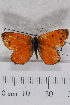  (Lycaena clarki - TvW0124)  @13 [ ] No Rights Reserved  Unspecified Unspecified